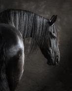 Verzorger gezocht voor lieve Friese merrie, Dieren en Toebehoren, Paarden en Pony's | Overige Paardenspullen, Ophalen, Recreatie