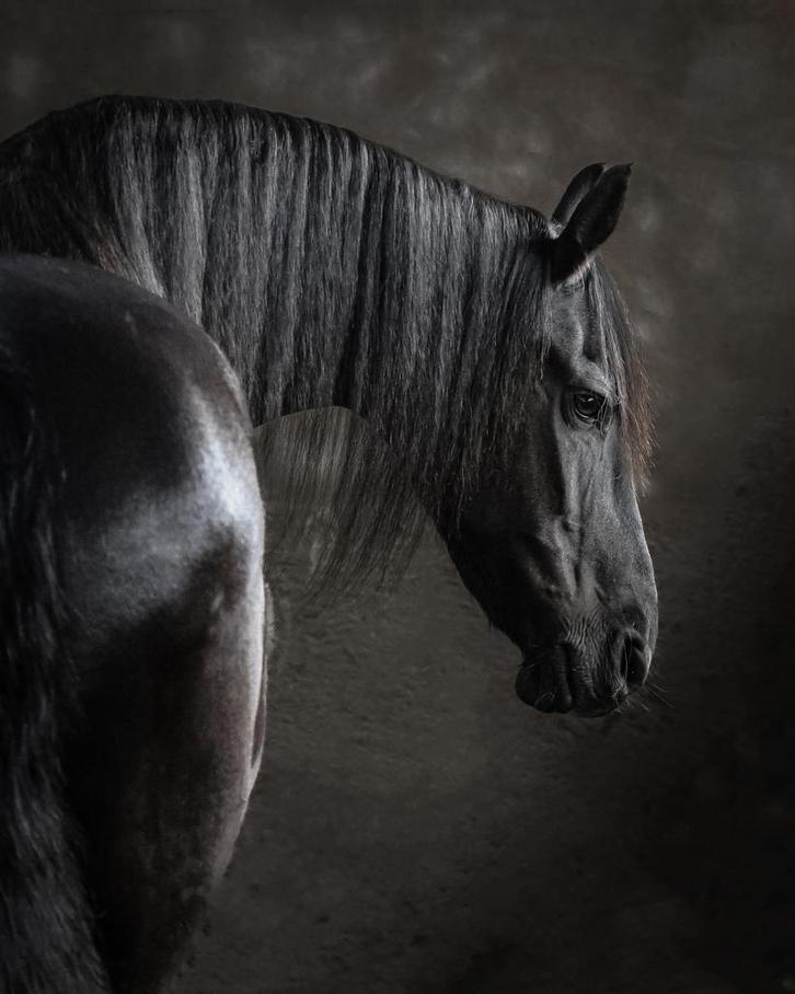 Verzorger gezocht voor lieve Friese merrie, Dieren en Toebehoren, Paarden en Pony's | Overige Paardenspullen, Recreatie, Ophalen