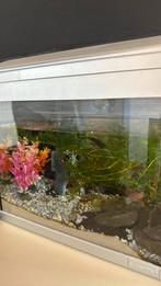 Vissenkom / aquarium. Filter + Volledige decoratie + LED, Ophalen of Verzenden, Zo goed als nieuw, Leeg aquarium