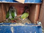 Pyrrhura jonkies mogen opgehaald worden, Dieren en Toebehoren, Vogels | Parkieten en Papegaaien, Meerdere dieren, Parkiet, Tam
