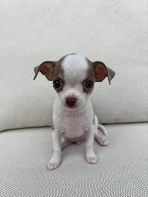 Tcup chihuahua’s, Dieren en Toebehoren, Honden | Chihuahua's en Gezelschapshonden, Meerdere dieren, Chihuahua, Particulier, Meerdere