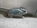 Kleurdwerg Chinchilla, Dieren en Toebehoren, Mannelijk, Dwerg, 0 tot 2 jaar