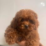 Toy poedel Toy poodle puppy, Poedel, Particulier, Rabiës (hondsdolheid), 8 tot 15 weken