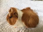 jonge  cavia's, Dieren en Toebehoren, Knaagdieren, Cavia, Juli, Meerdere dieren, Tam