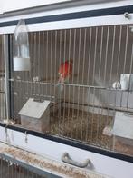 Bourke-parkiet Pop., Dieren en Toebehoren, Vrouwelijk, Parkiet, Geringd