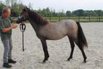 Lieve 1-jarige kindvriendelijke NRPS-merrie, Dieren en Toebehoren, Pony's, Merrie, Gechipt, Dressuurpony, Niet van toepassing