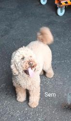 Puppy nieuws Sem/Lilly  f4, Overige rassen, 8 tot 15 weken, CDV (hondenziekte), Meerdere
