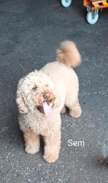 Puppy nieuws Sem/Lilly  f4 beschikbaar voor biedingen