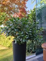 crassula ovata/geldboom/jadeplant, Huis en Inrichting, Kamerplanten, Ophalen, Halfschaduw, Minder dan 100 cm