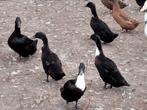 Zwarte eenden kruising, Meerdere dieren, Eend