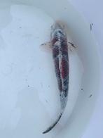 Mooie shisumi koi, Karper of Koi