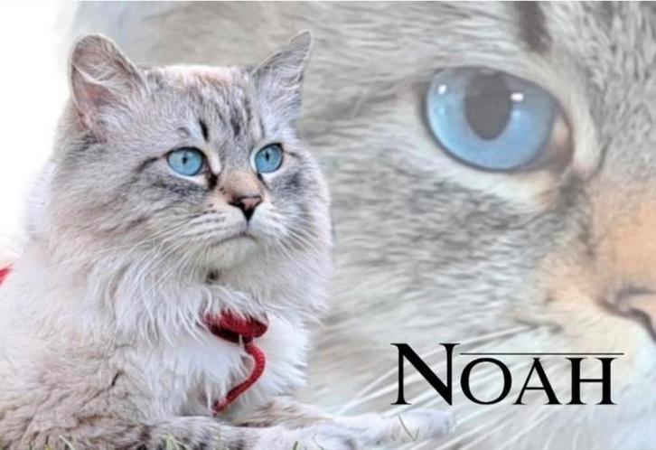 Nestje Verwacht Siberische Neva Masquerade Hypoallergeen, Dieren en Toebehoren, Katten en Kittens | Raskatten | Langhaar, Meerdere dieren