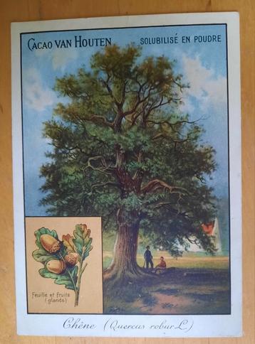 VAN HOUTEN CACAO  - OUDE KAART  beschikbaar voor biedingen