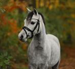 B pony te koop kinderpony, Dieren en Toebehoren, Ruin, B pony (1.17m tot 1.27m), Met stamboom, 3 tot 6 jaar