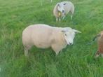 4 jonge ooien, Dieren en Toebehoren, Schapen, Geiten en Varkens, Vrouwelijk, Schaap, 0 tot 2 jaar