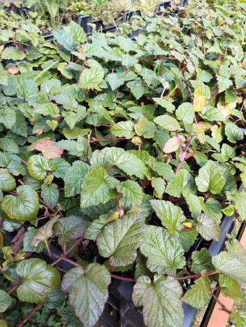 Rubus nepalensis, Himalaya kruipbraam, Nepalese berg framboo beschikbaar voor biedingen