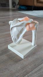 Schouder Model - Anatomie Studie, Antiek en Kunst, Ophalen of Verzenden