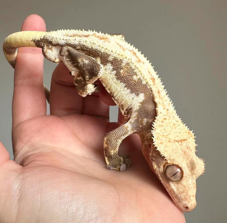 Winpergekko man Lilly White (crested gecko)