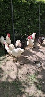 Jersey Giant broedeieren, Dieren en Toebehoren, Pluimvee, Geslacht onbekend, Kip