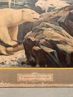 Schoolplaat ijsbeer 'sneeuw en ijs' Koekkoek -vintage poster, Ophalen, Natuur en Biologie