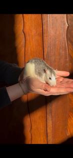 Ratjes te koop, vrouwelijk, Dieren en Toebehoren, Rat, Juli, Vrouwelijk, Tam