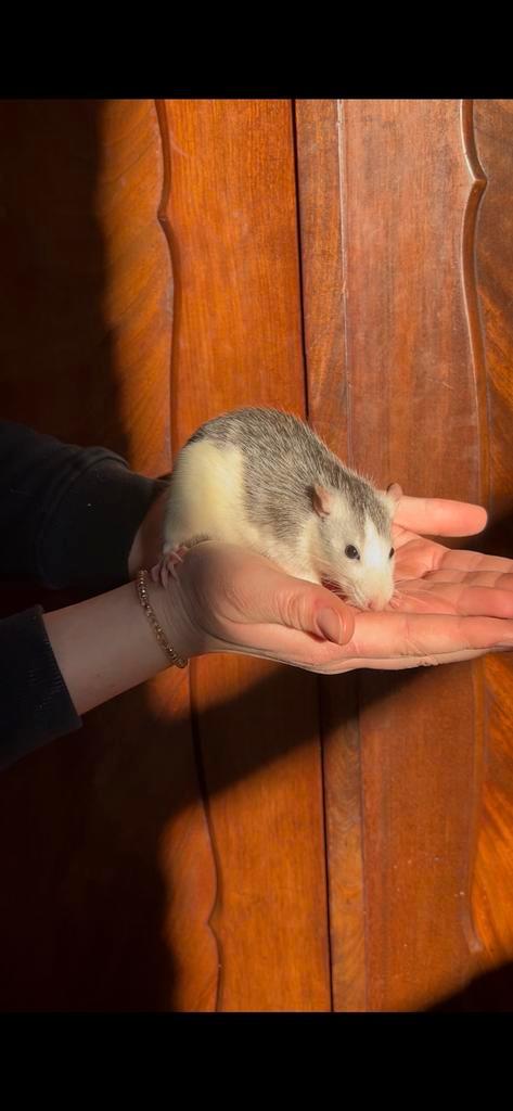 Ratjes te koop, vrouwelijk, Dieren en Toebehoren, Knaagdieren, Vrouwelijk, Rat, Juli, Tam