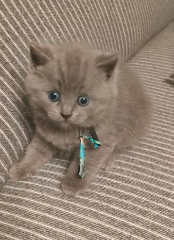 LIEVE BRITSE KORTHAAR (NOG 1 JONGETJE OVER) 💙 .  beschikbaar voor biedingen