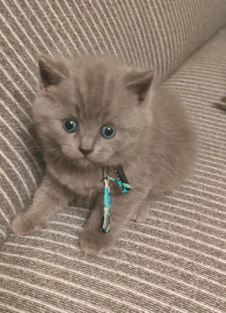 LIEVE BRITSE KORTHAAR (NOG 1 JONGETJE OVER) 💙 ., Dieren en Toebehoren, Katten en Kittens | Raskatten | Korthaar, Meerdere dieren