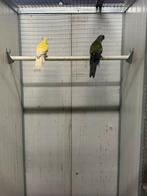 1-1 stro gele Rosella wildkleur x lutino, Meerdere dieren, Parkiet, Geringd