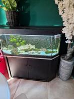 Juwel Aquarium zwart panorama met bijbehorende kast, Ophalen, Gebruikt, Leeg aquarium