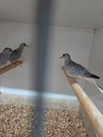 Diamant duifjes, Dieren en Toebehoren, Vogels | Duiven, Meerdere dieren, Overige soorten