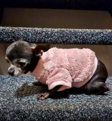 Hondentrui Handmade Chihuahua boomer Pom Pup York Naakthond beschikbaar voor biedingen
