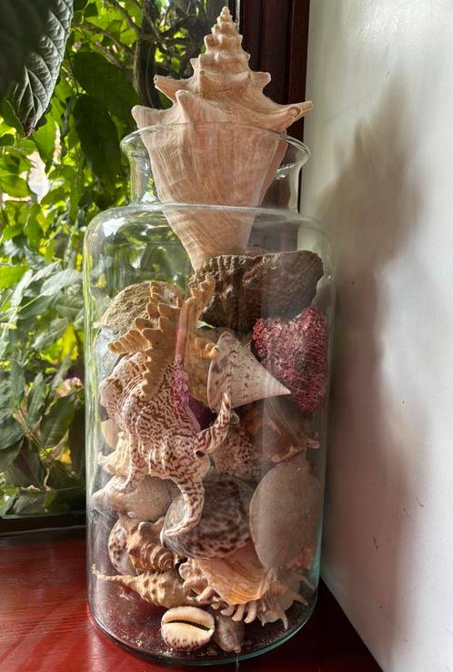 Stenen, schelpen, fossielen, opgezette vissen, nautica, Huis en Inrichting, Woonaccessoires | Overige, Nieuw, Ophalen