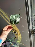 Scindapsus pictua, Ophalen, Overige soorten, Minder dan 100 cm