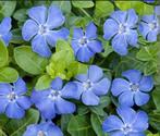 Vinca minor maagdenpalm groenblijvende bodembedekker, Tuin en Terras, Planten | Tuinplanten, Halfschaduw, Bodembedekkers, Ophalen of Verzenden