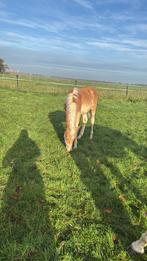 hengst veulen, Dieren en Toebehoren, Pony's, Gechipt, Niet van toepassing, 0 tot 2 jaar, Hengst