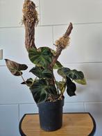 Philodendron verrucosum met kurk, Huis en Inrichting, Kamerplanten, Groene kamerplant, Ophalen of Verzenden, Overige soorten, Minder dan 100 cm