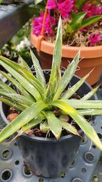 Agave Filifera 3 vetplant succulent, Overige soorten, Volle zon, Vaste plant, Ophalen of Verzenden