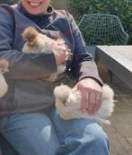 2 zijdehoen hennen van dit jaar, Dieren en Toebehoren, Pluimvee, Vrouwelijk, Kip