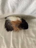 Cavia, Dieren en Toebehoren, Juni, Vrouwelijk, Cavia