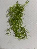 Aquarium plant, Dieren en Toebehoren, Vis