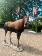 Canadese Eland Taxidermie, Ophalen, Zo goed als nieuw, Overige soorten, Overige typen