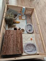 Cavia s en toebehoren, Dieren en Toebehoren, Knaagdieren, Cavia, Juli, Meerdere dieren, Tam