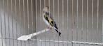 Majoor putter agaat witkop, Dieren en Toebehoren, Mannelijk, Wildzangvogel