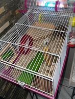 Hamsterkooi + spullen + eten, Dieren en Toebehoren, Minder dan 60 cm, Kooi, Minder dan 75 cm, Ophalen of Verzenden