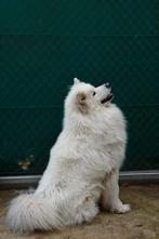 Schattige Samojeed Pup Zoekt Haar Gouden Mandje, Dieren en Toebehoren, Honden | Poolhonden, Keeshonden en Oertypen, België, Particulier