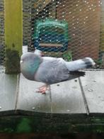 Takla (kruising), Mannelijk