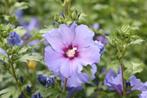 Hibiscus, Tuin en Terras, Planten | Tuinplanten, Overige soorten, Volle zon, Vaste plant, Ophalen of Verzenden