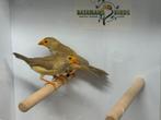 Pastel binsenastrilde - Neochmia ruficauda, Meerdere dieren, Tropenvogel, Geringd