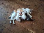 Lieve kittens, Dieren en Toebehoren, Meerdere dieren